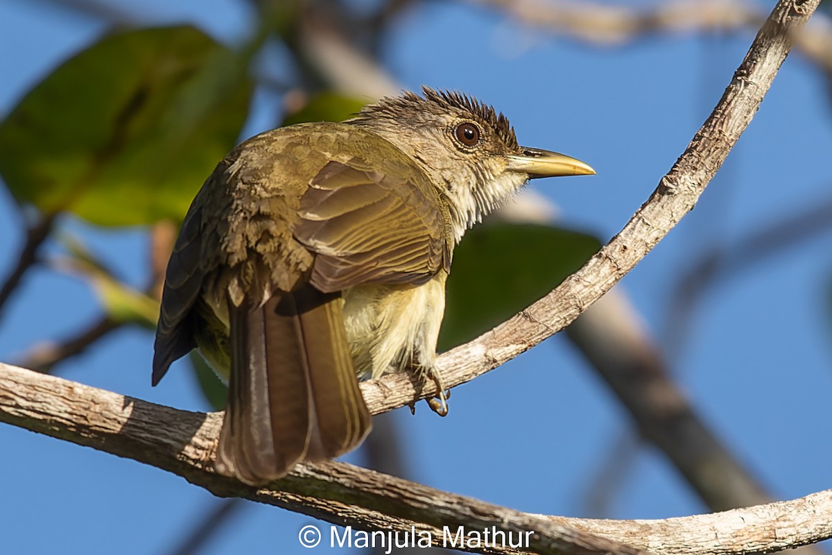 Bulbul de Nicobar - ML610590683