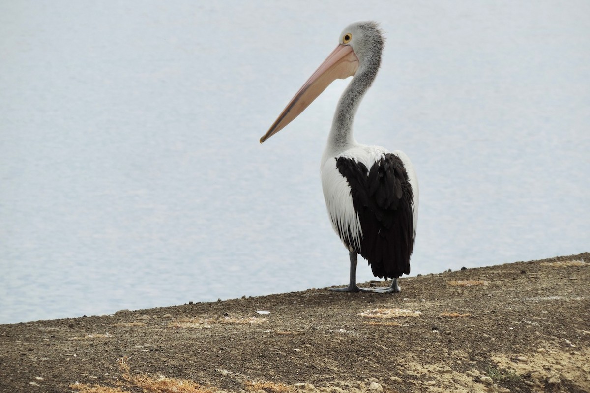 Australian Pelican - ML610590741