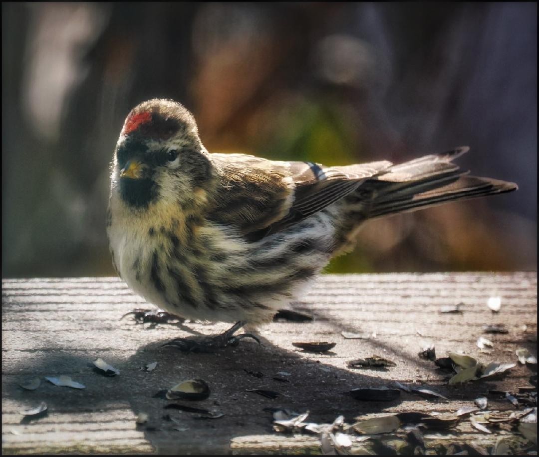 Redpoll (Common) - ML610590796