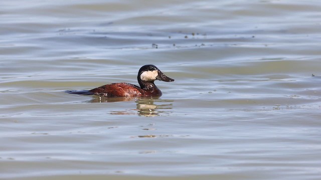 Ruddy Duck - ML610590799