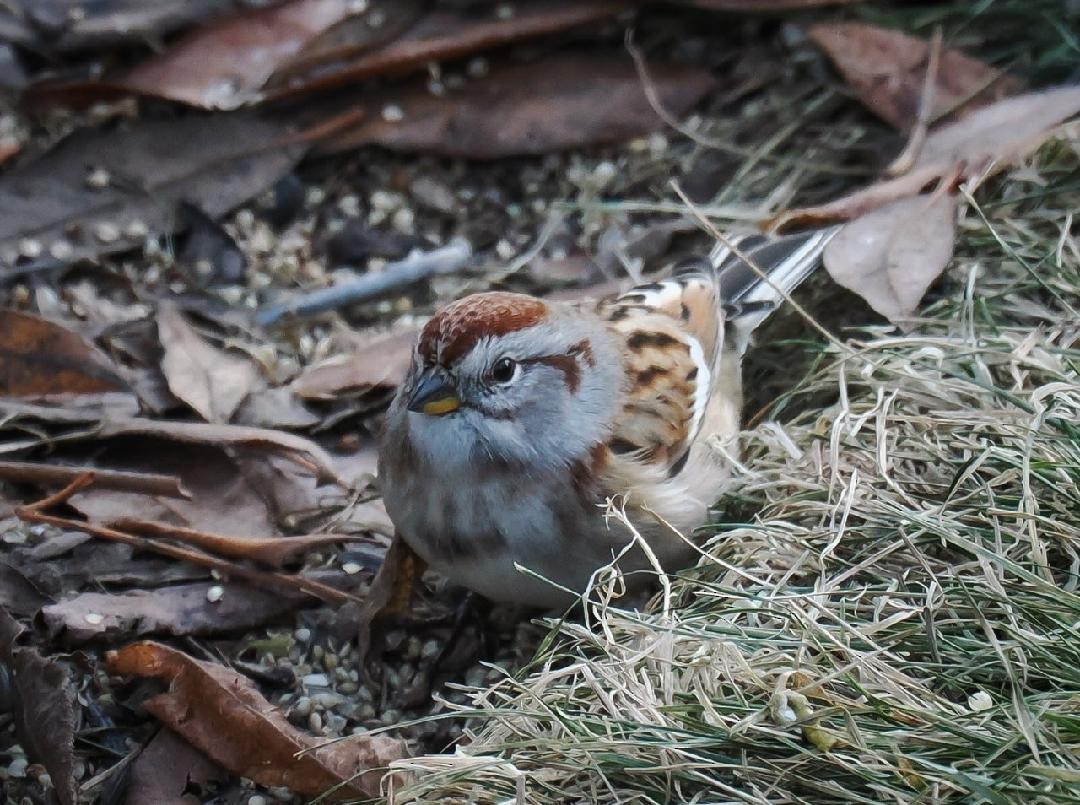 American Tree Sparrow - ML610590800
