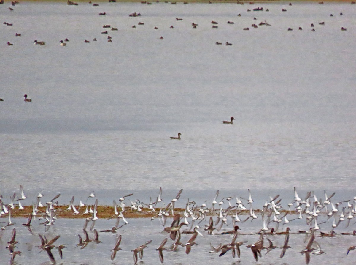 Long-billed Dowitcher - ML610590883