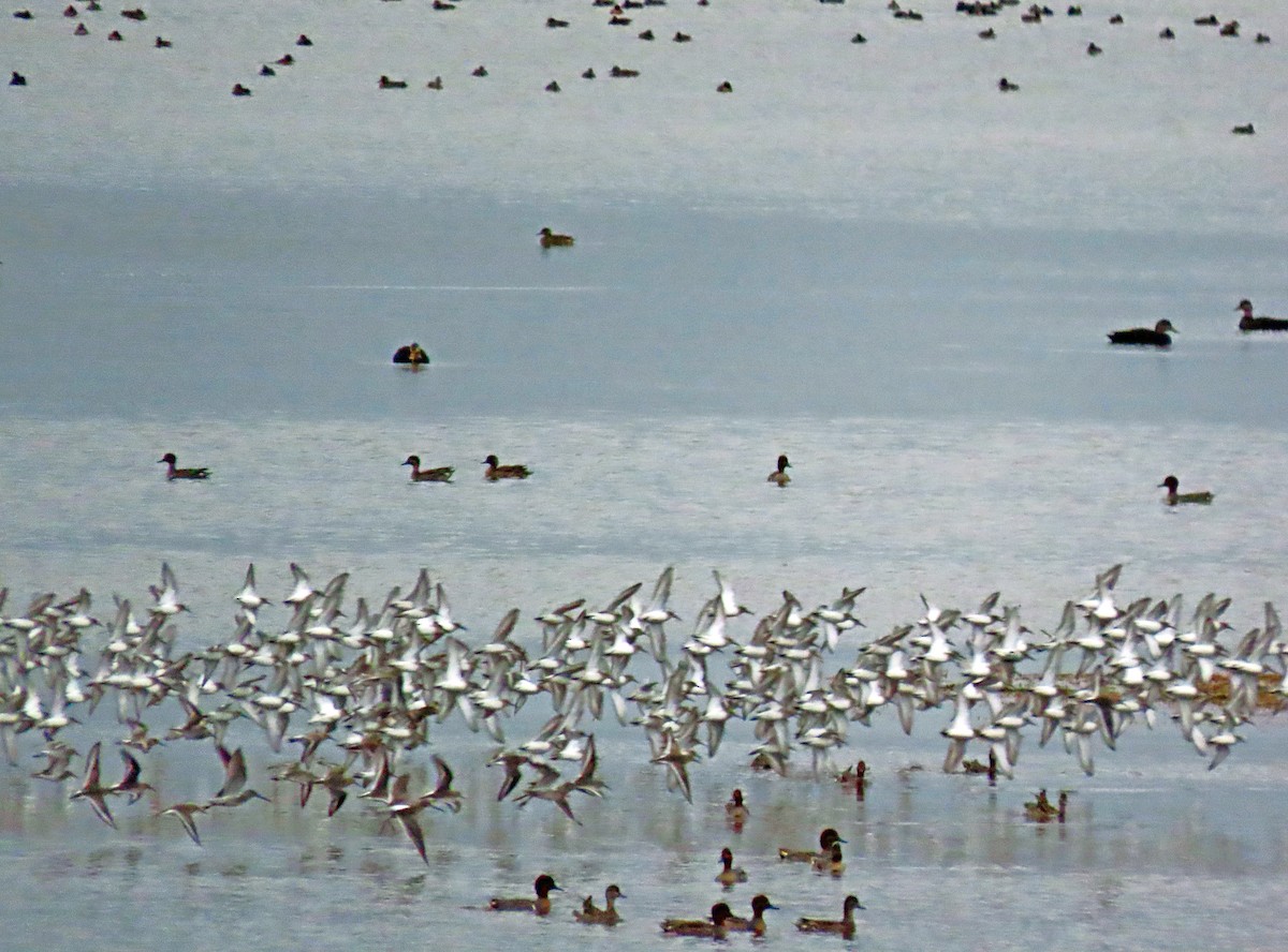 Long-billed Dowitcher - ML610590884