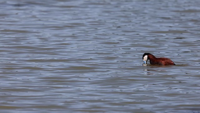Ruddy Duck - ML610590896