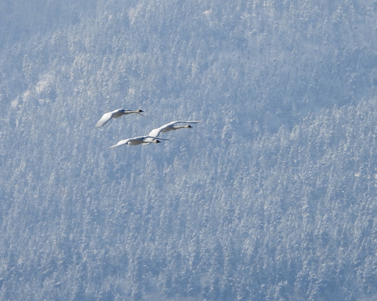 Cygne trompette - ML610590948