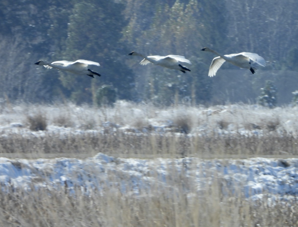 Trumpeter Swan - ML610590951