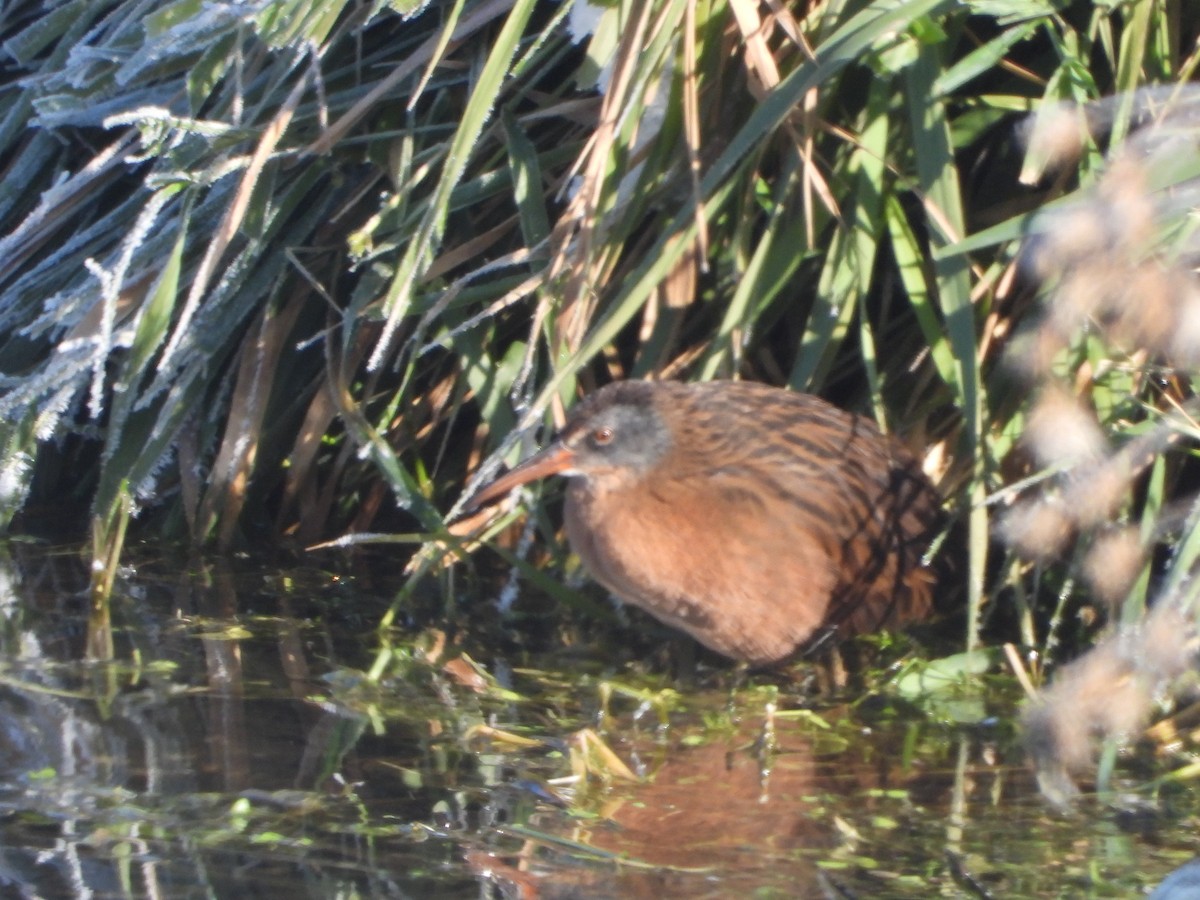 Virginia Rail - ML610590965