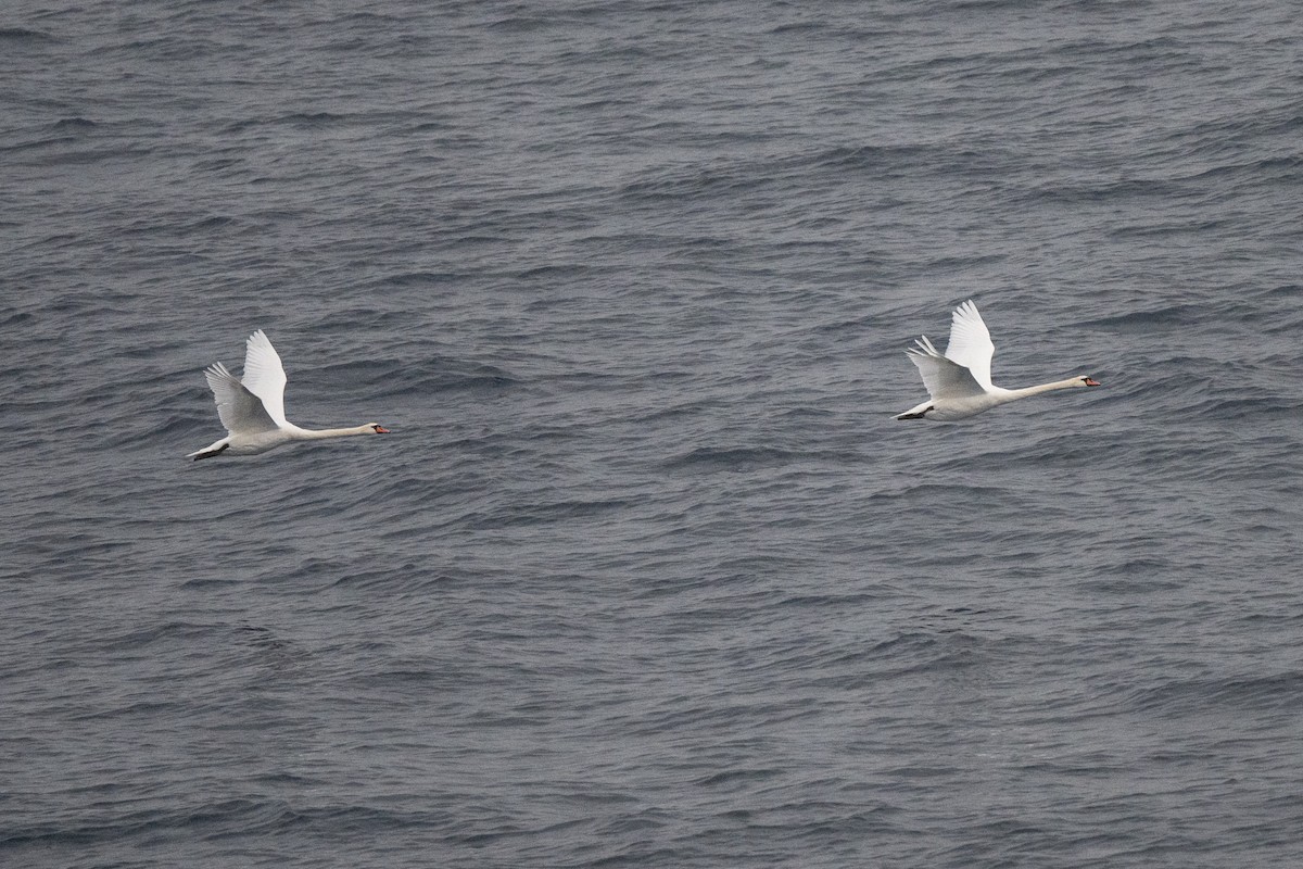 Mute Swan - ML610591130