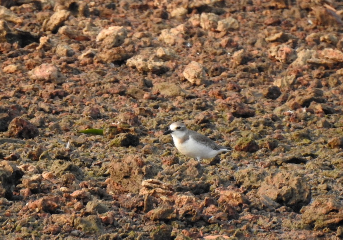 Greater Sand-Plover - ML610591152