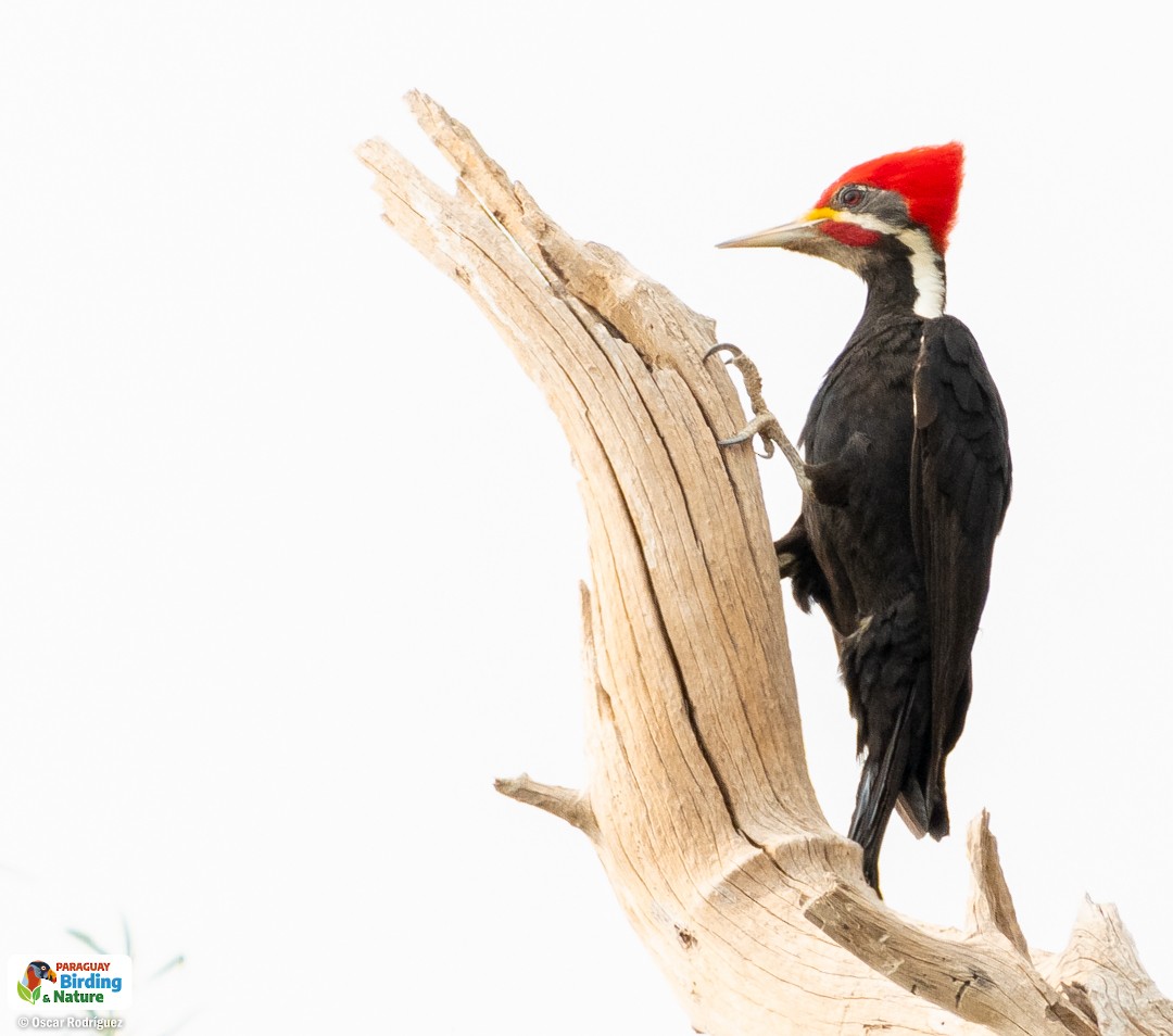 Black-bodied Woodpecker - Oscar  Rodriguez CON-Paraguay Birding & Nature