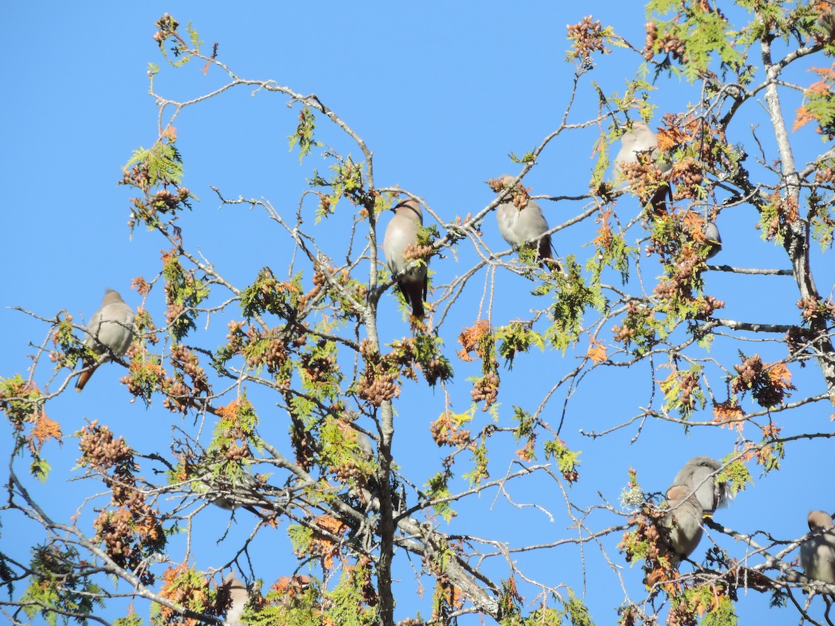 Bohemian Waxwing - ML610591181