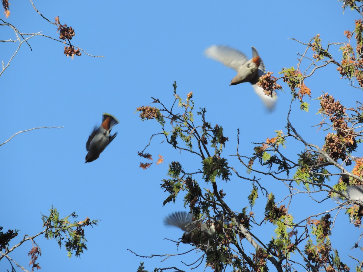 Bohemian Waxwing - ML610591203