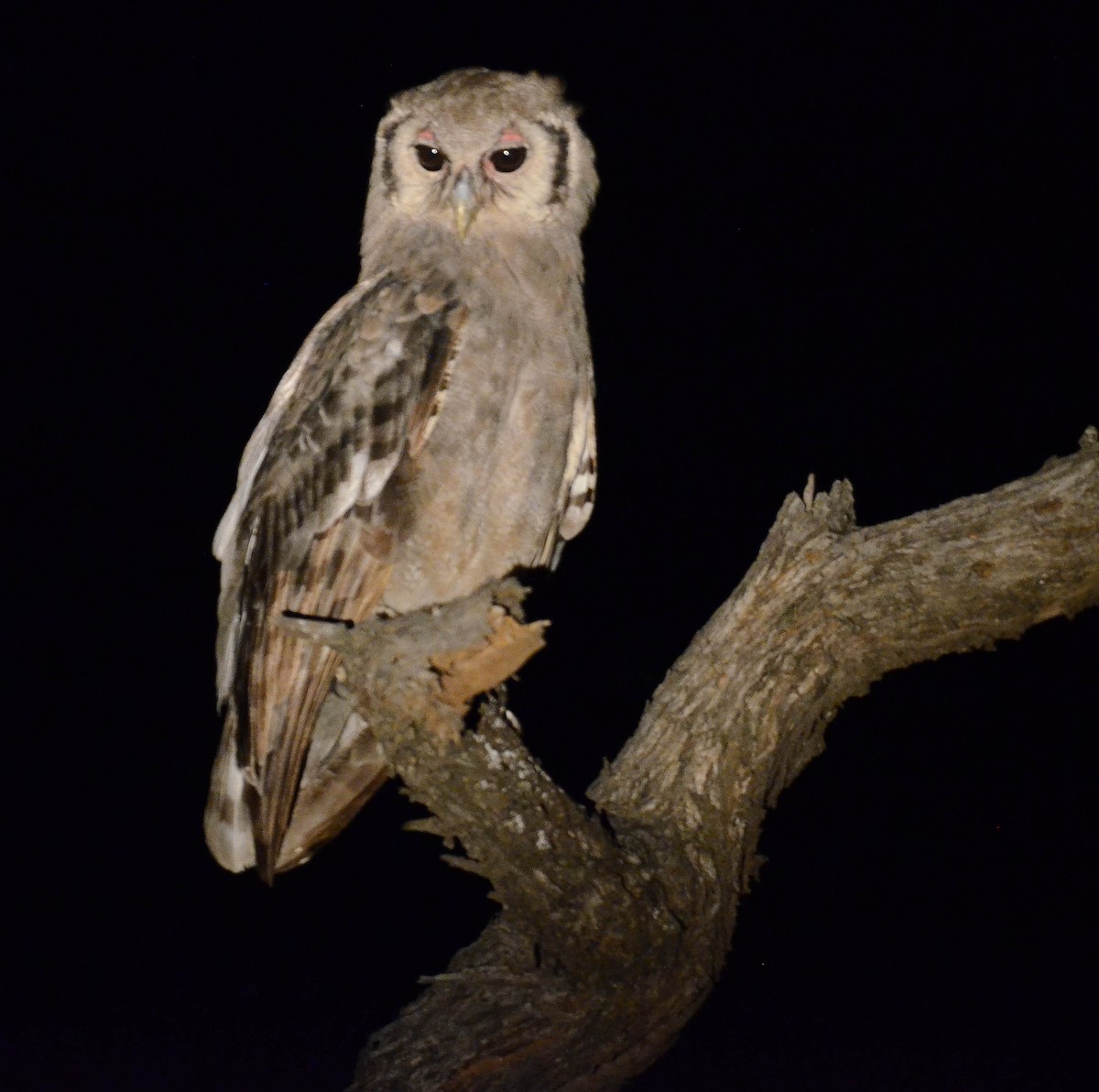 Verreaux's Eagle-Owl - ML610591211