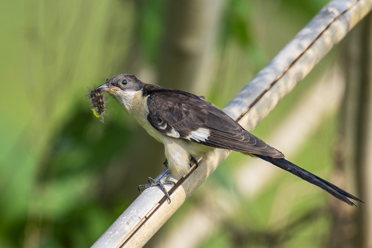 Pied Cuckoo - Parthasarathi Chakrabarti