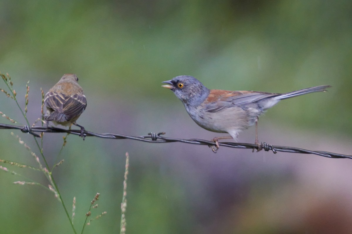 Junco aux yeux jaunes - ML610591365