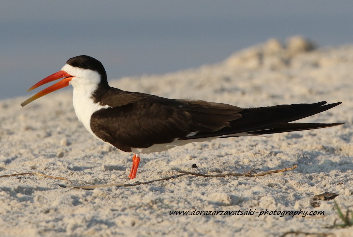 African Skimmer - ML610591446