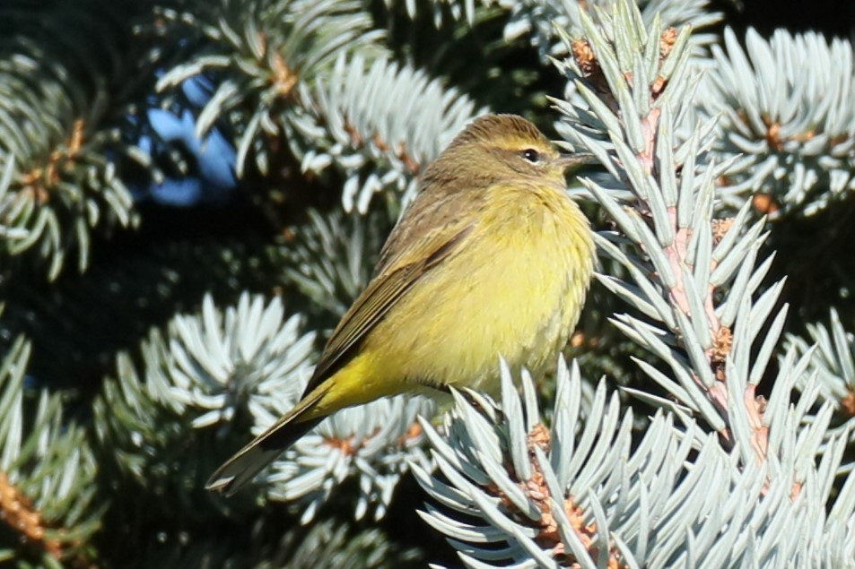Palm Warbler - ML610591474