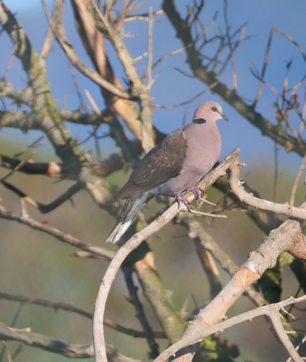 Red-eyed Dove - ML610591493