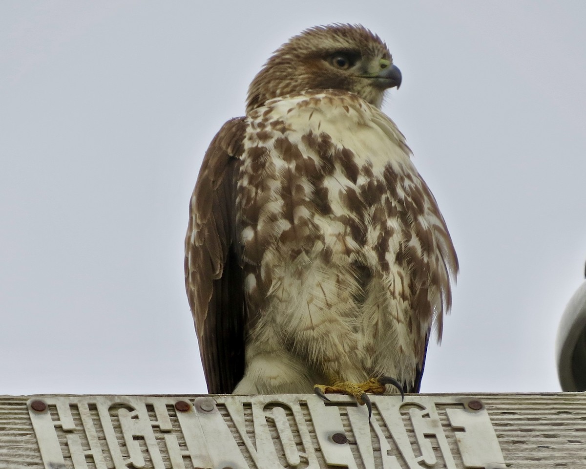 Red-tailed Hawk - ML610591524