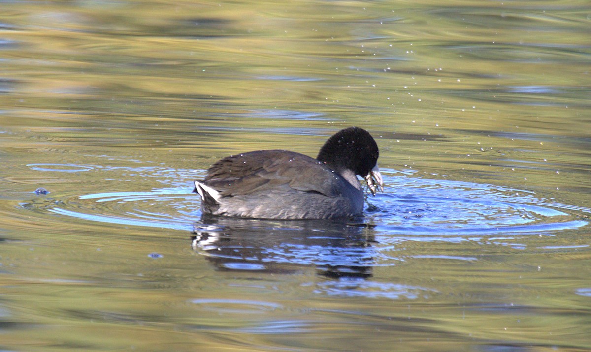 American Coot - Staffan Lindgren