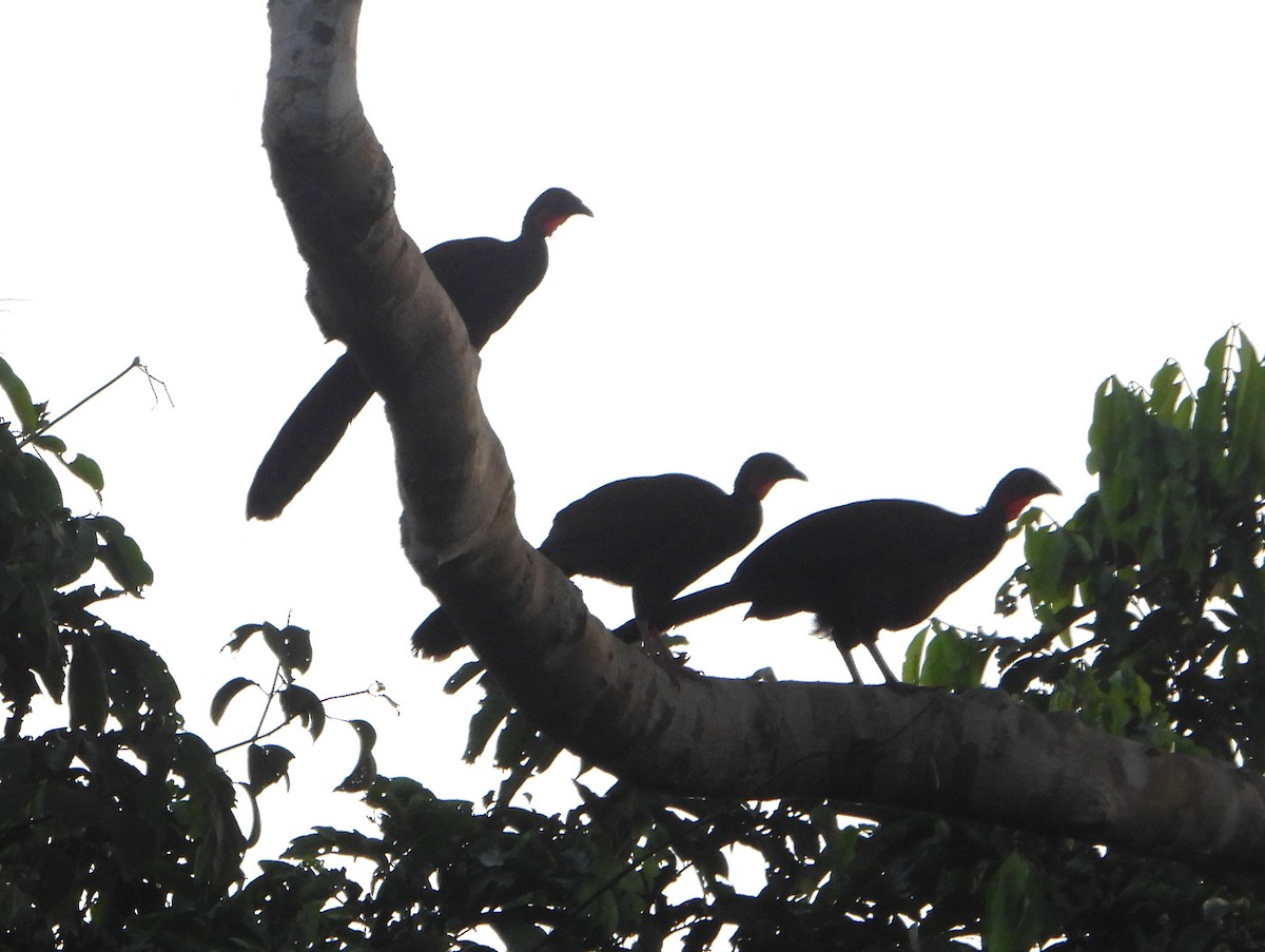 Spix's Guan (Spix's) - ML610591579