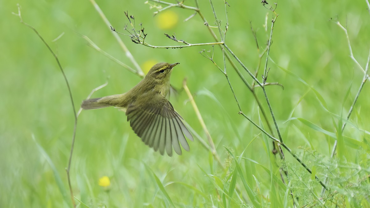 Common Chiffchaff - ML610591644