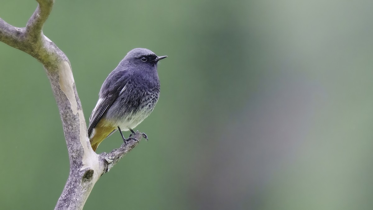 Black Redstart - Rui Pereira | Portugal Birding