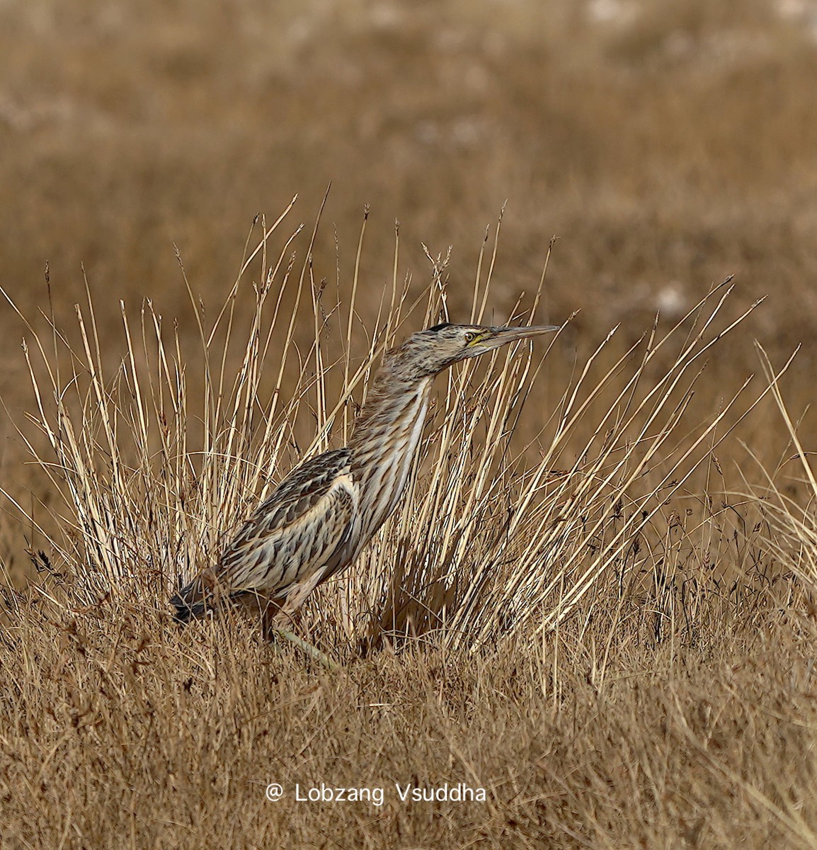 Little Bittern (Little) - Lobzang Visuddha