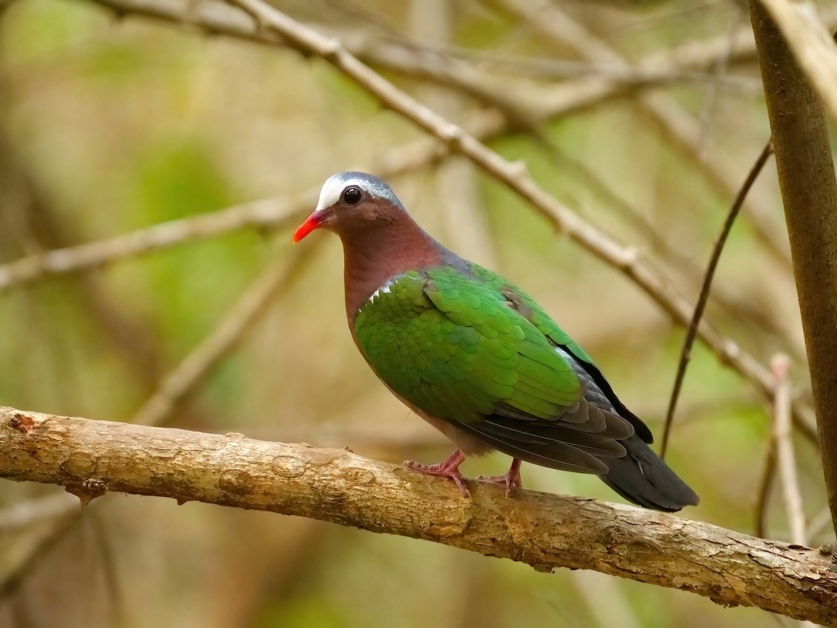 Asian Emerald Dove - ML610591705