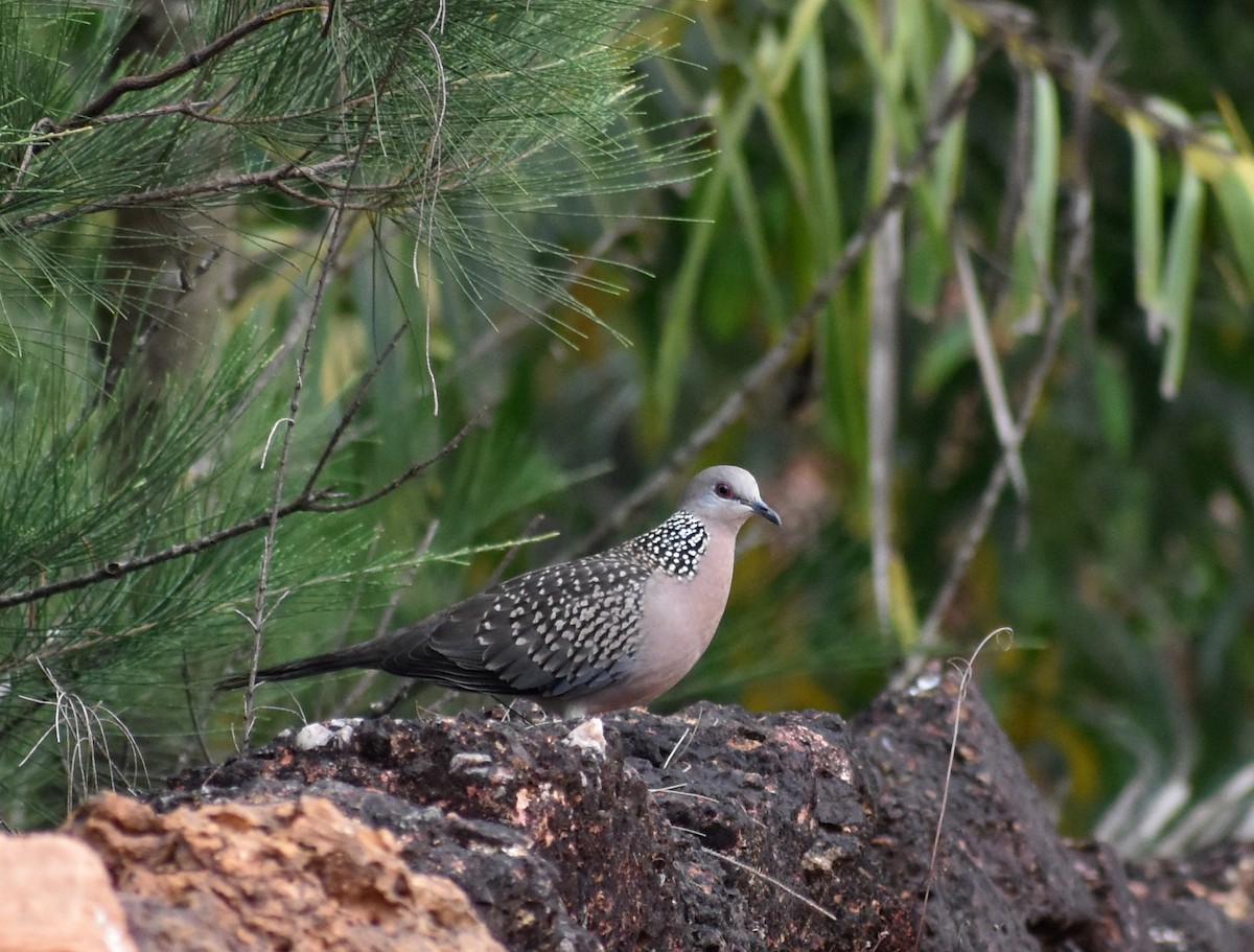 Spotted Dove - ML610591707