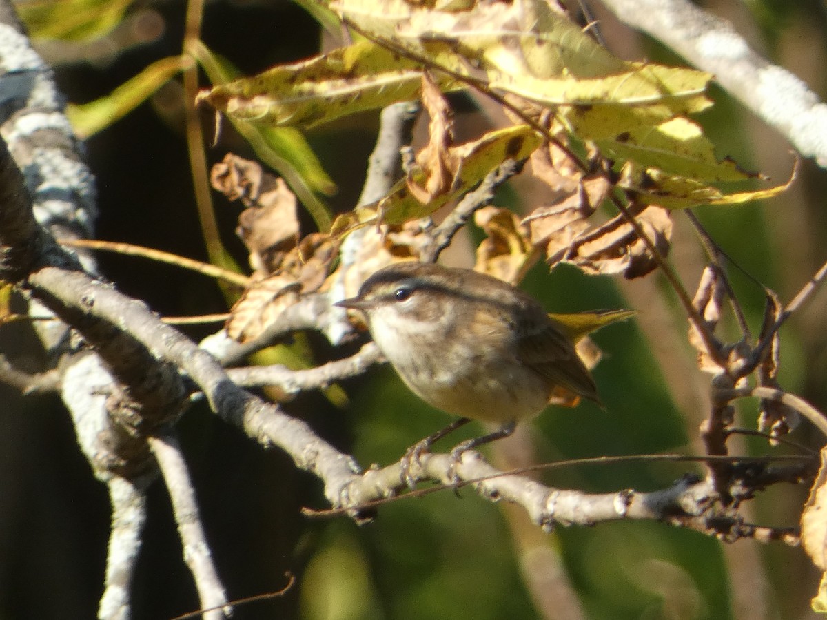 Palm Warbler (Western) - ML610591785