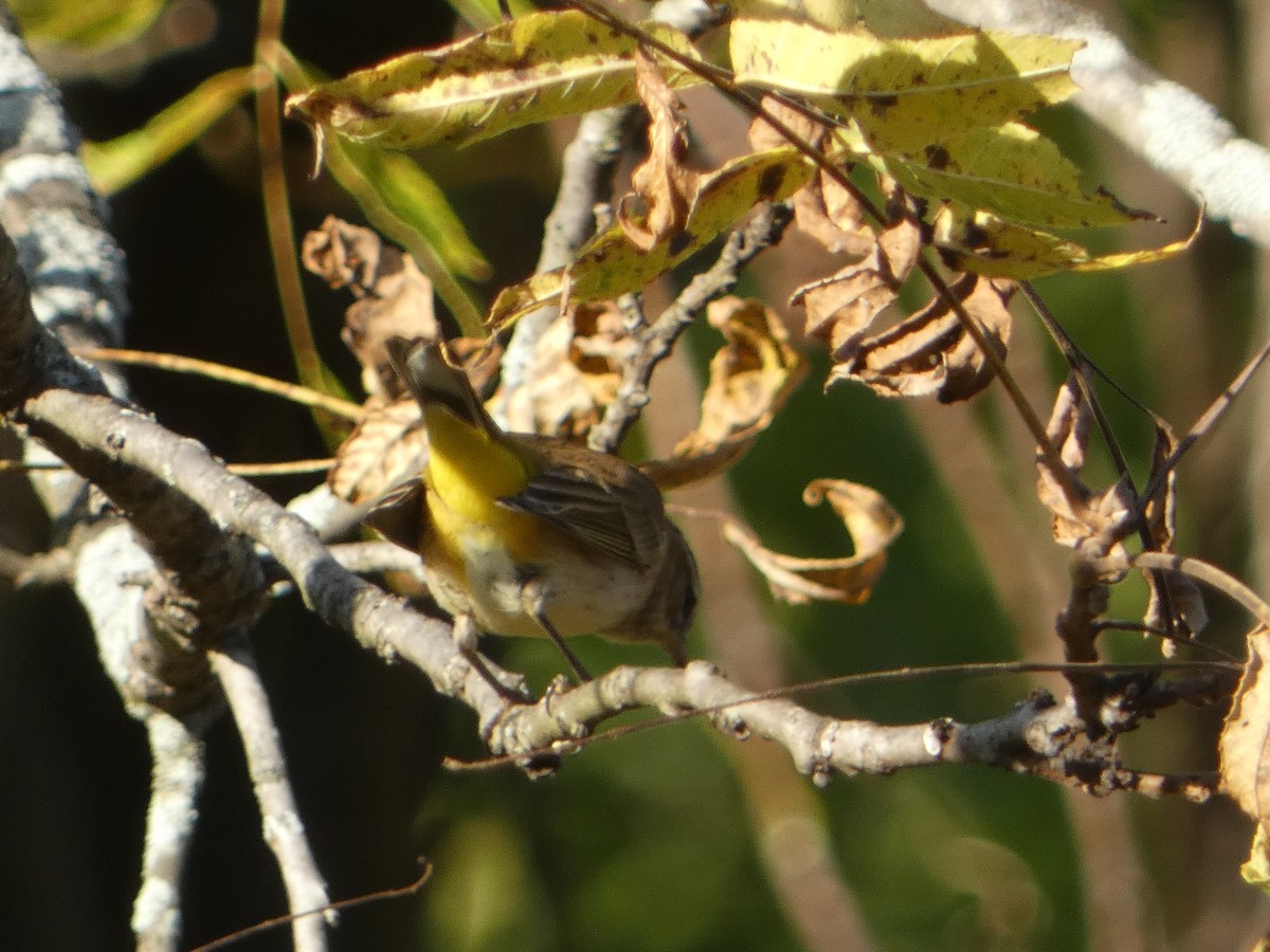 Palm Warbler (Western) - ML610591786