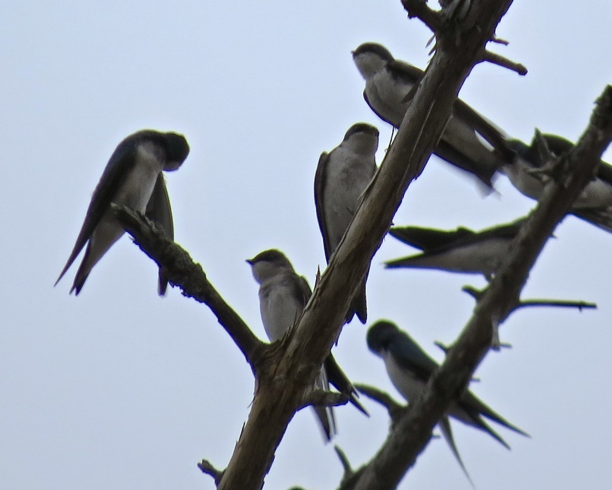 Tree Swallow - ML610591828