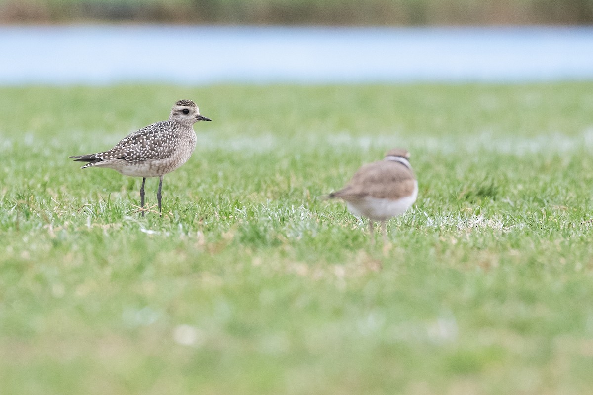 American Golden-Plover - ML610591850