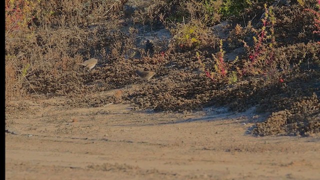 Bruant de Bell (clementeae) - ML610591905