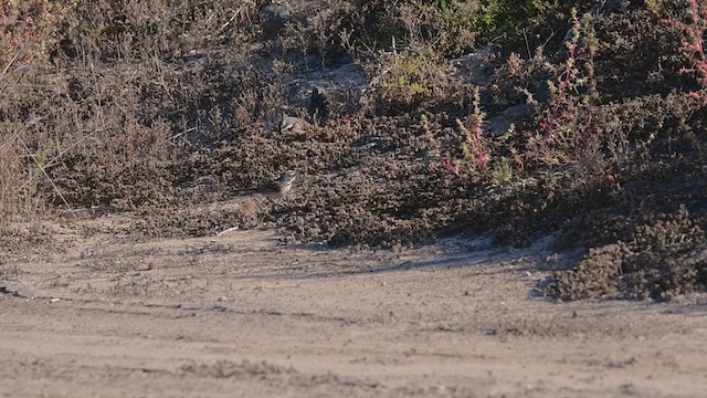 Bruant de Bell (clementeae) - ML610591971