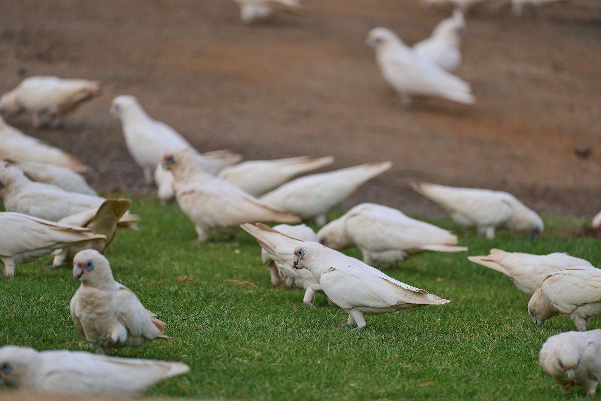 Little Corella - ML610591977