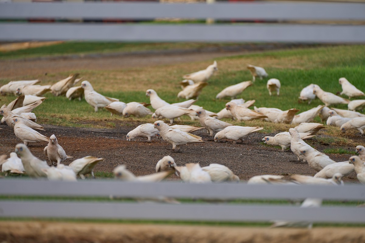 Little Corella - ML610591978