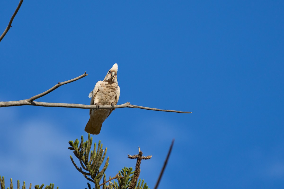 Little Corella - ML610591979