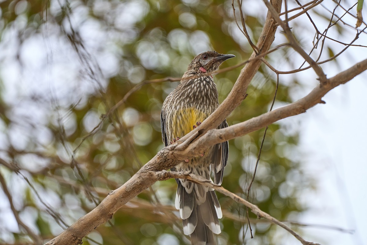 Red Wattlebird - ML610591985