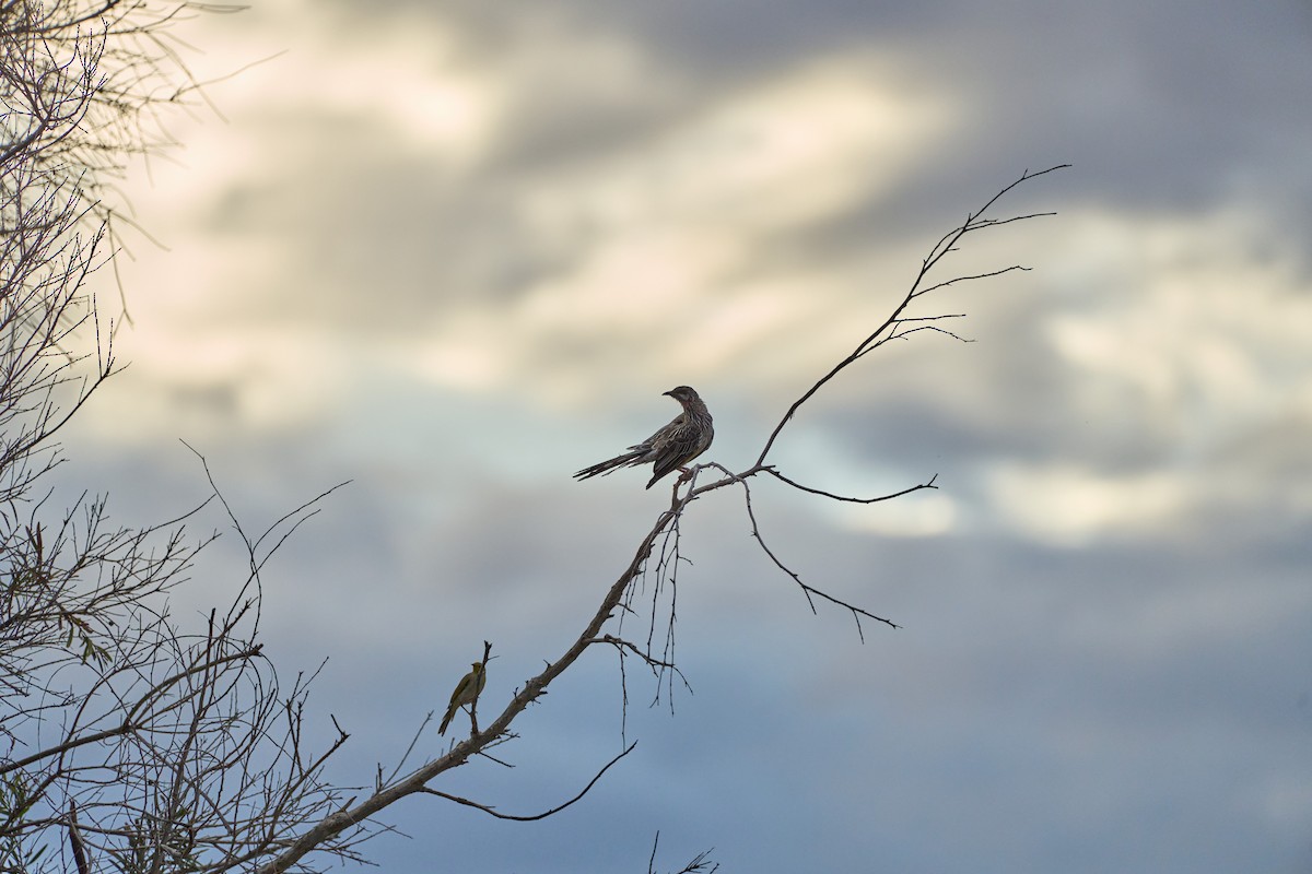 Red Wattlebird - ML610591988