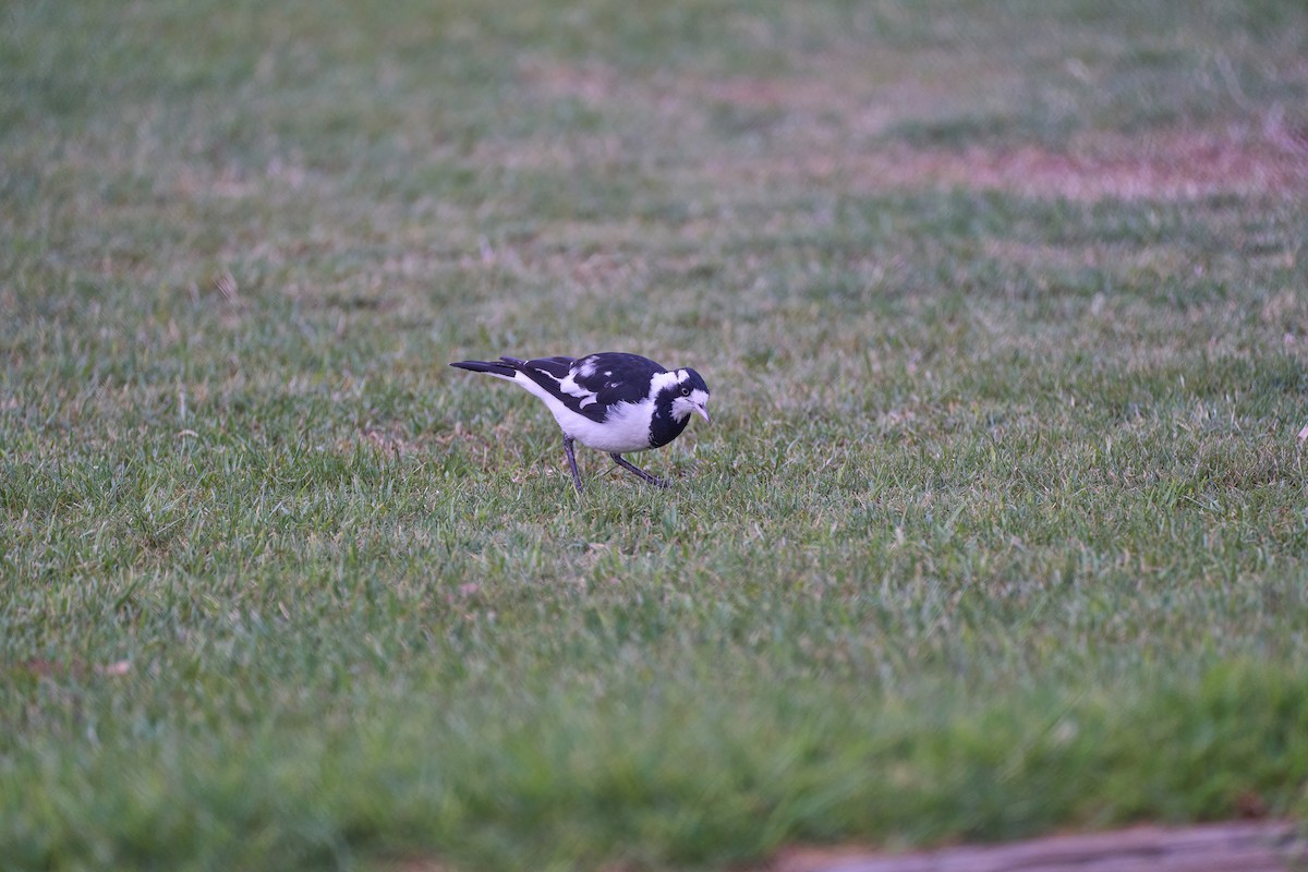 Magpie-lark - ML610591993