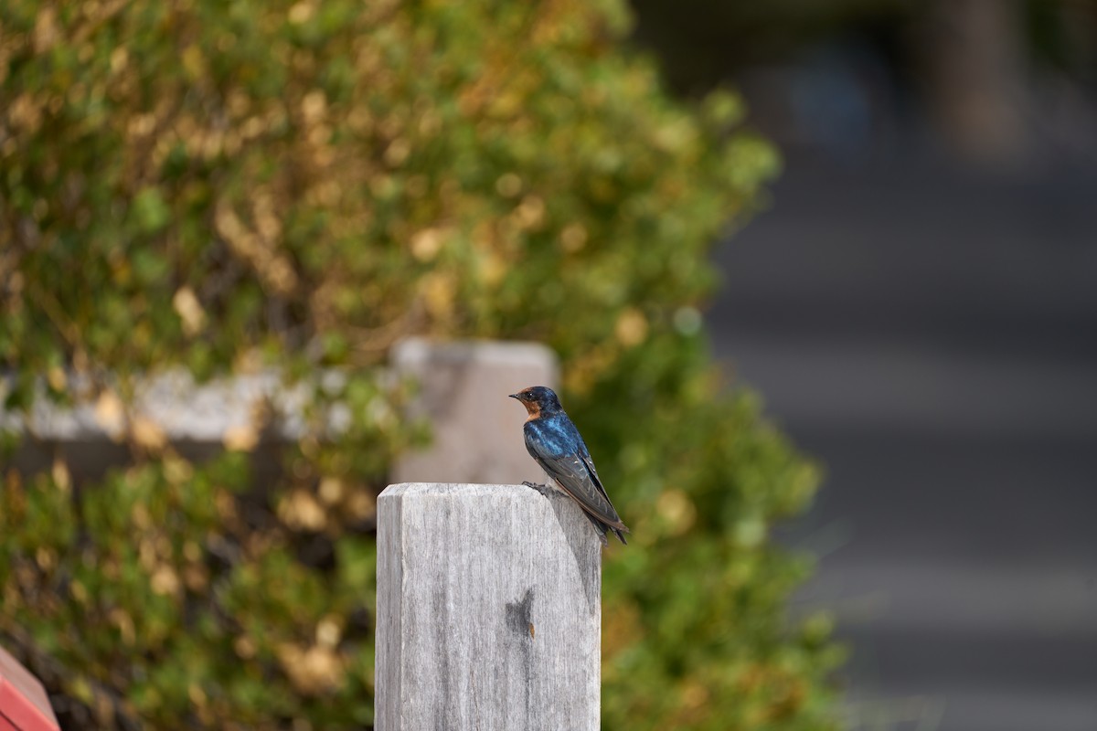 Golondrina Australiana - ML610592073