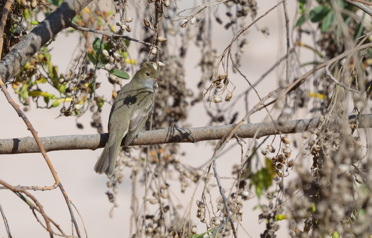 White-crested Elaenia (Peruvian) - ML610592093