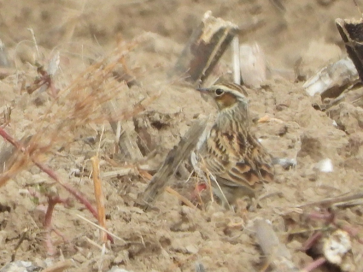 Wood Lark - Berend Voslamber