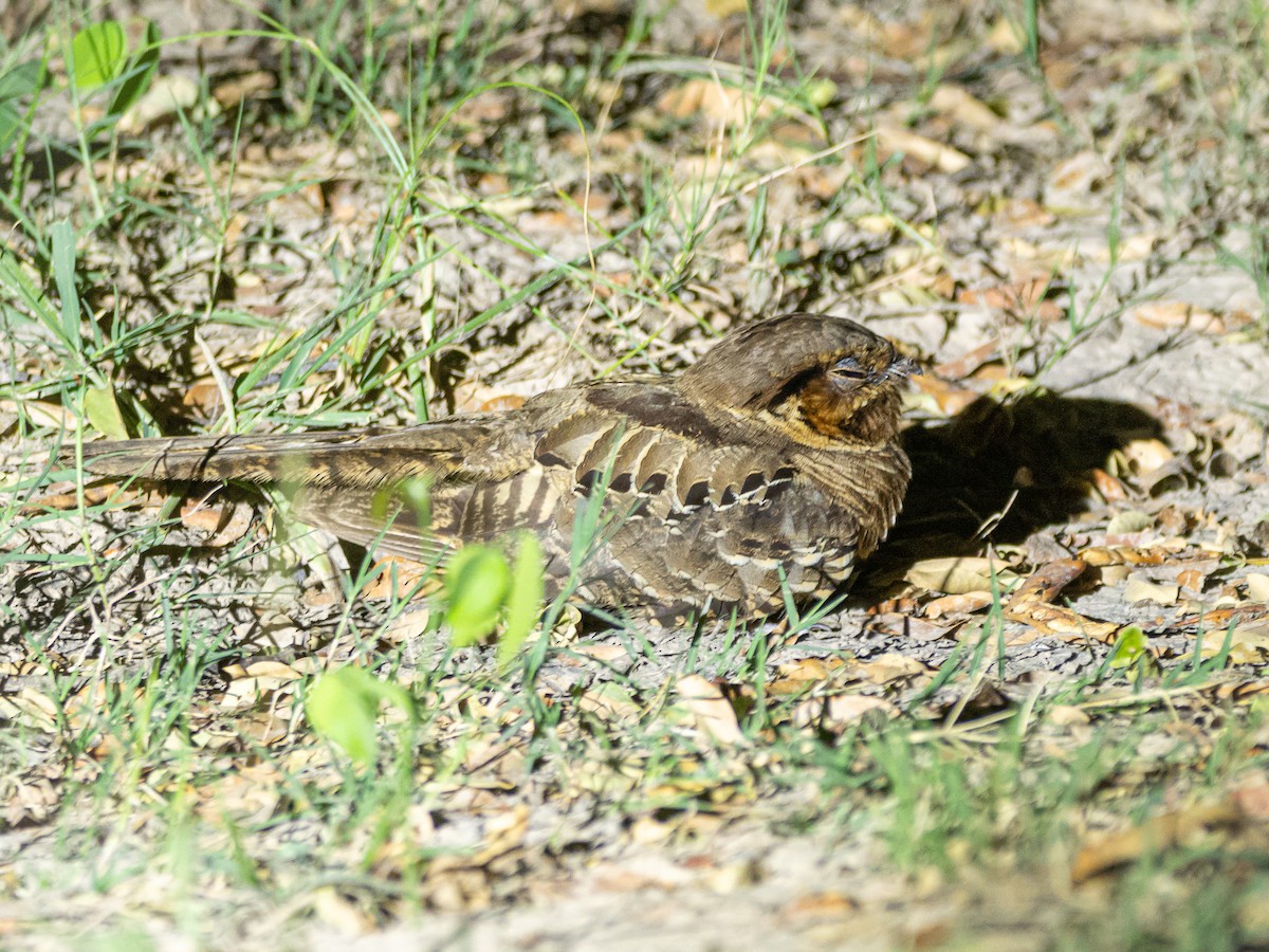 Common Pauraque - Carlos Rossello