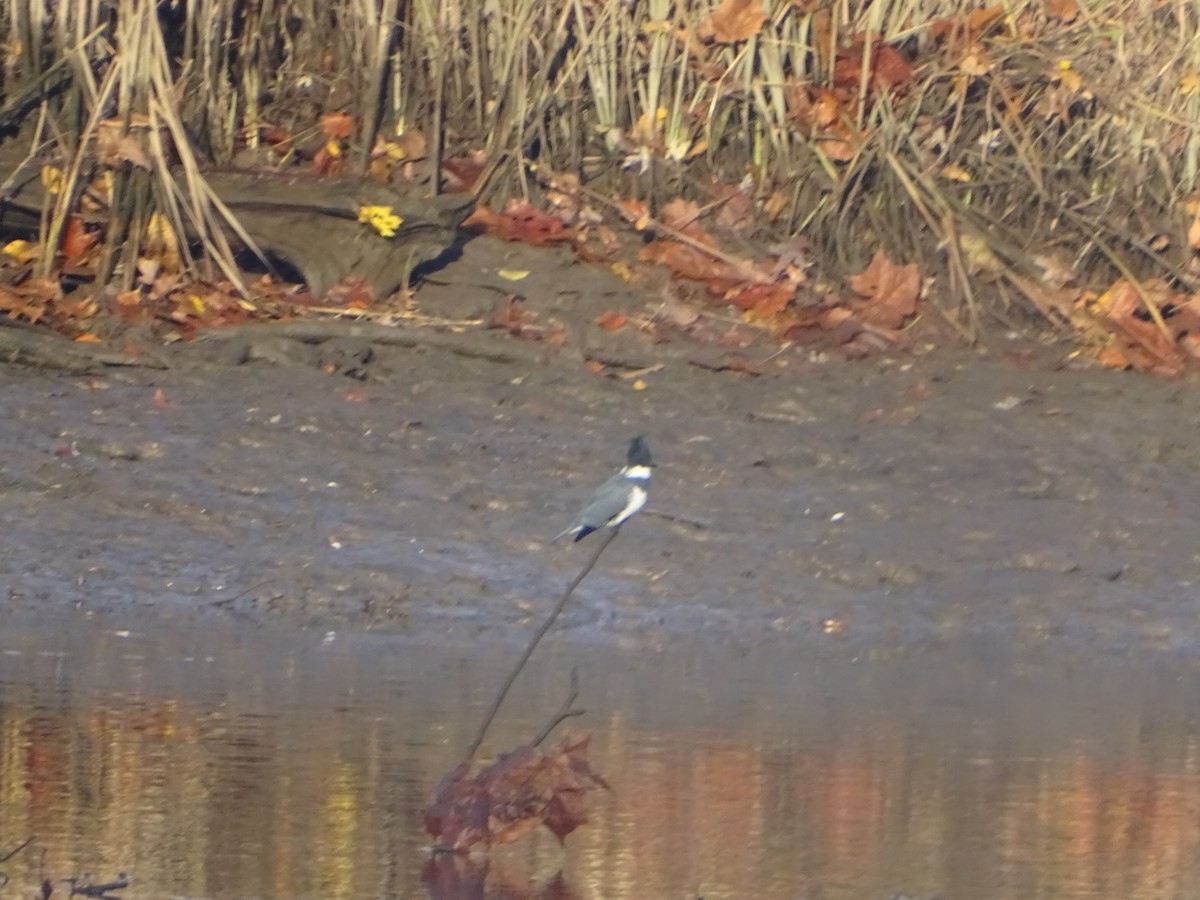 Belted Kingfisher - ML610592209