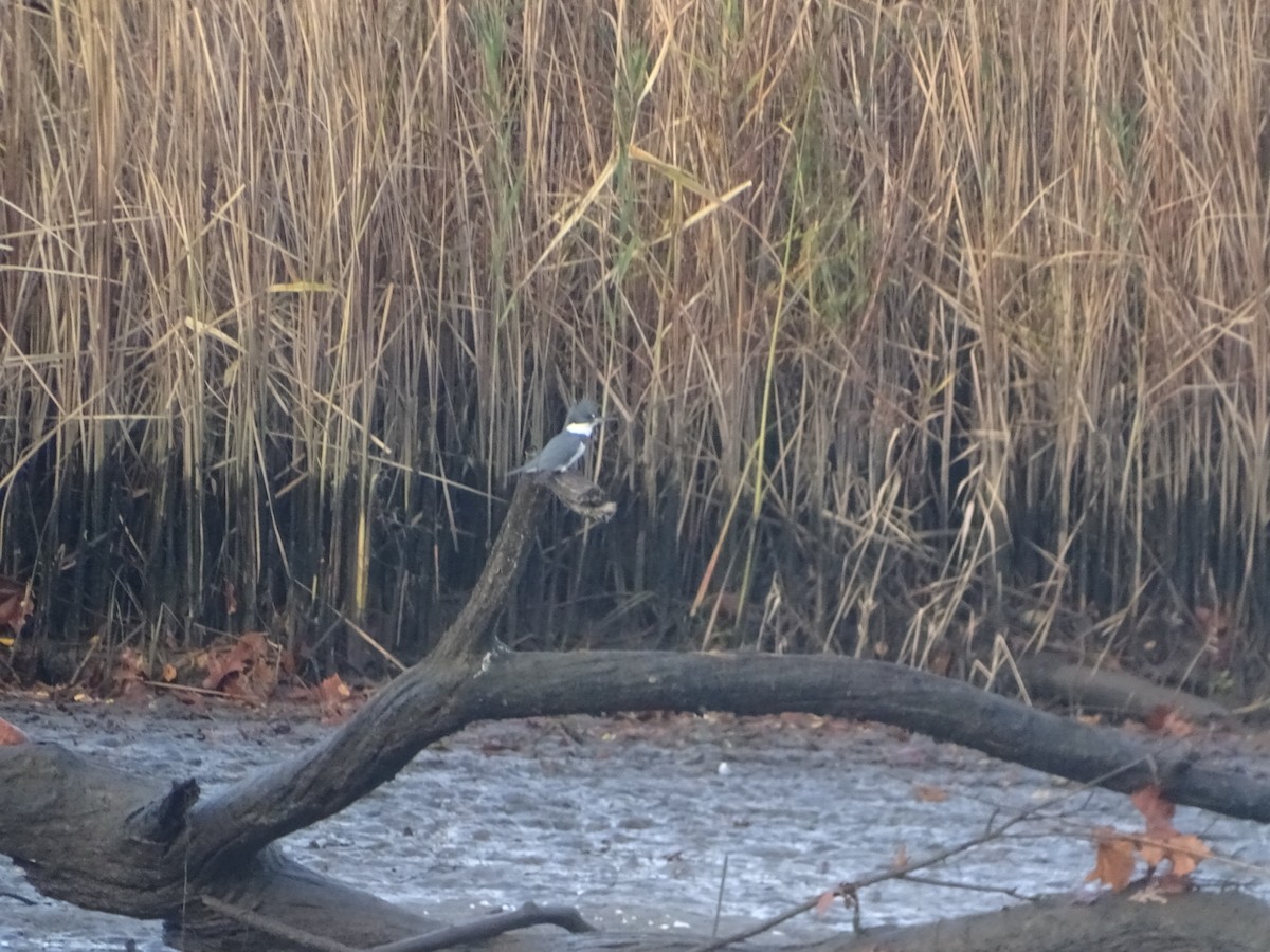 Belted Kingfisher - ML610592210