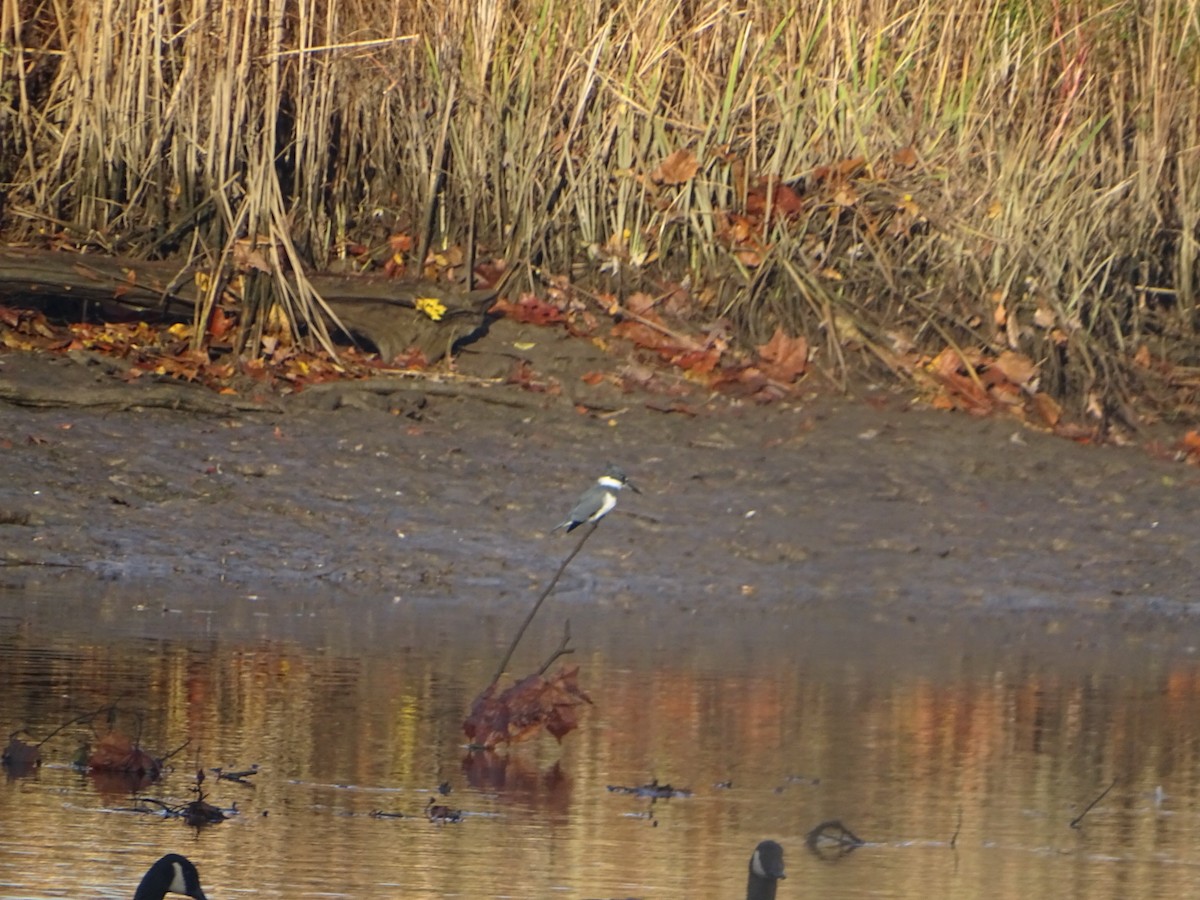 Belted Kingfisher - ML610592211