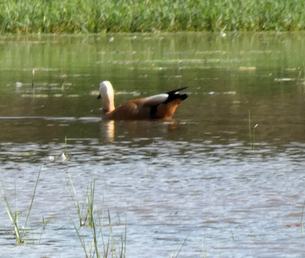 Ruddy Shelduck - ML610592214